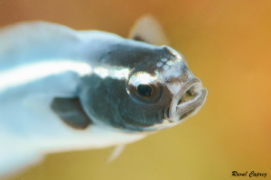 Tiny swimmer by Raoul Caprez 